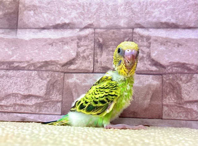 鳥かご 鳥カゴ 鳥小屋 大型 鳥ケージ 複数飼い オウム インコ 2台 白