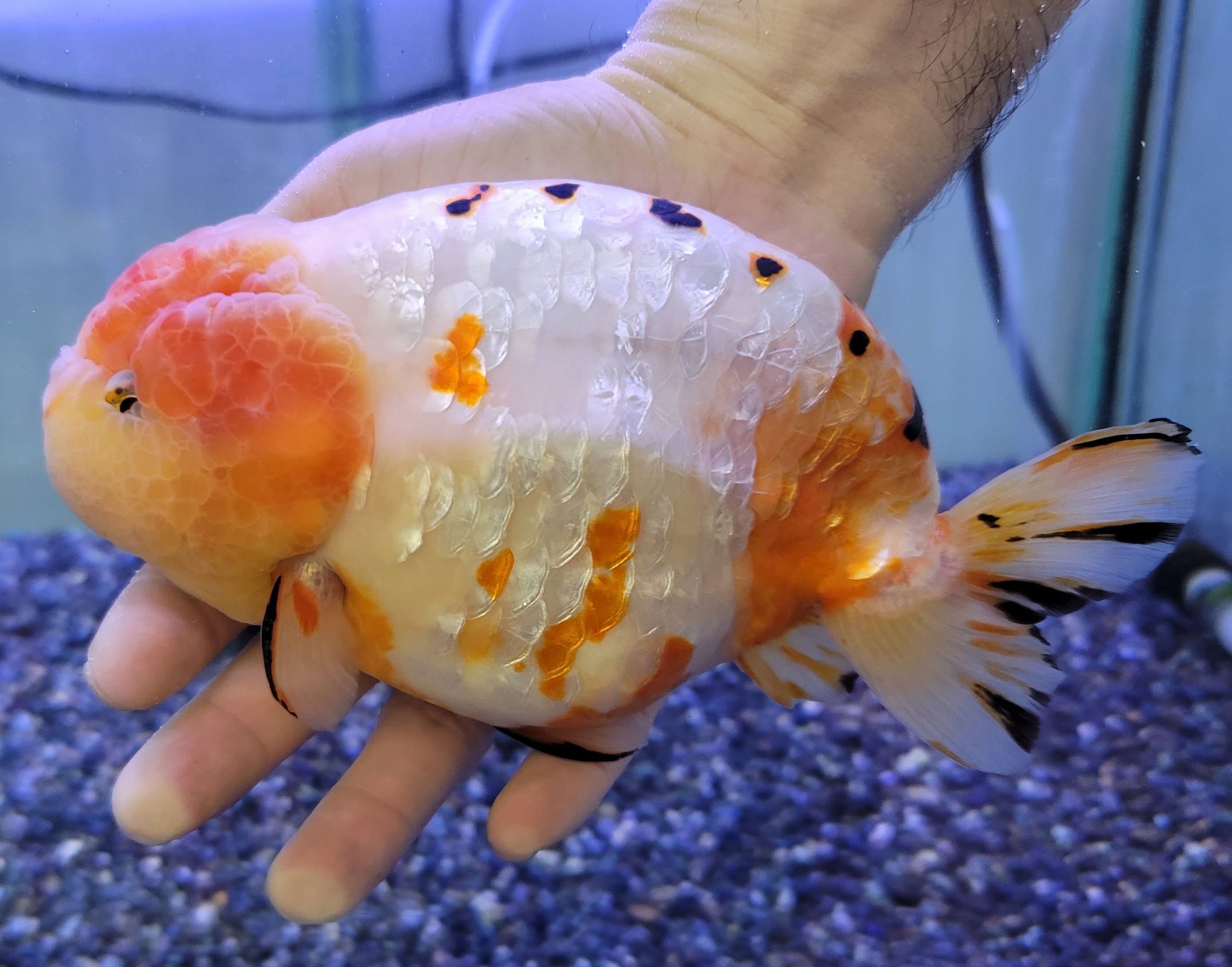 彩らんちゅう フンタン桜錦 14cm - 魚類、水生生物
