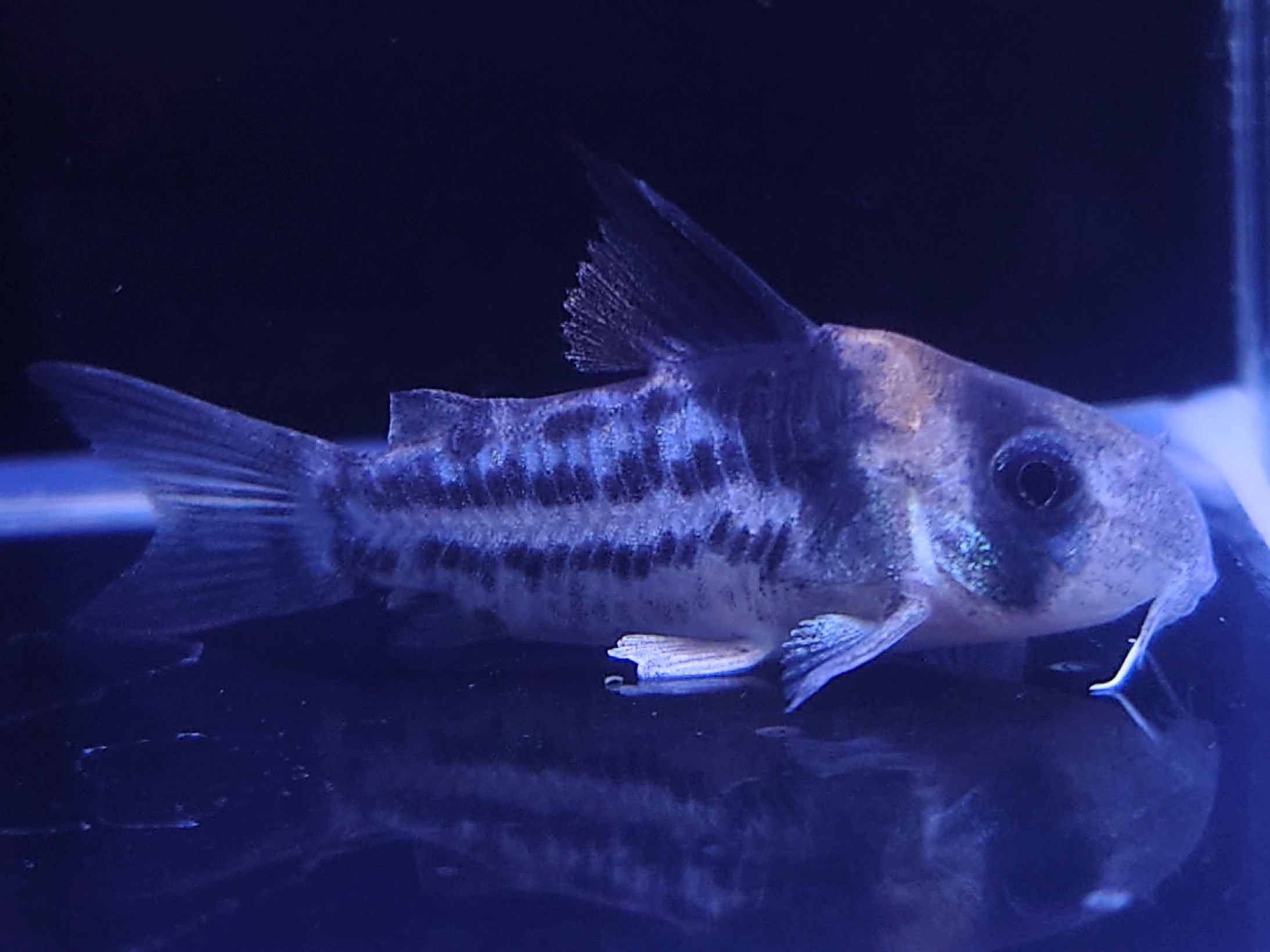 熱帯魚　ヒポプレコ　S　3匹　約5-10cm　※雄雌のご指定不可　サッカープレコ