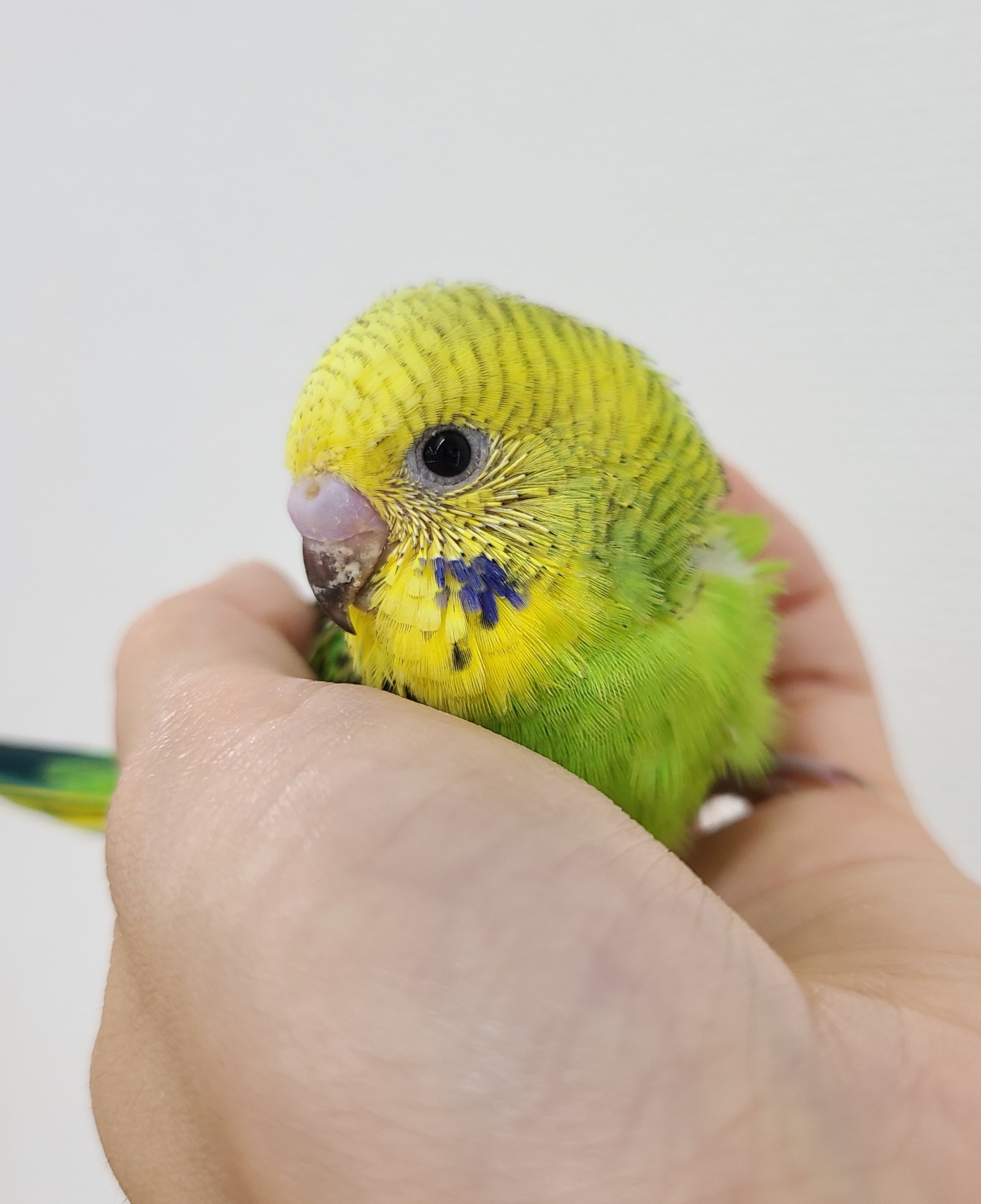 セキセイインコ❤️コイン型 チャーム - チャーム