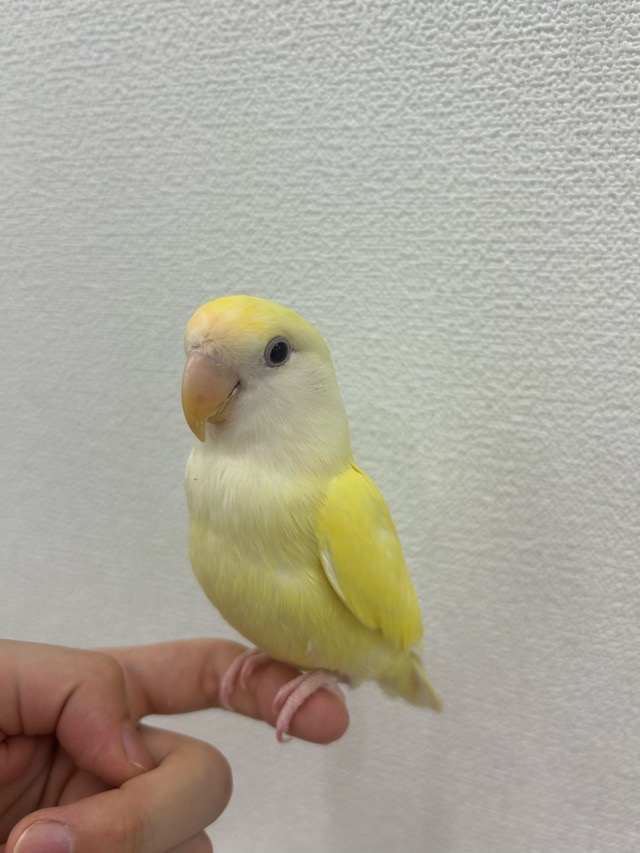 コザクラインコ クリームルチノー 令和6年6月生まれ